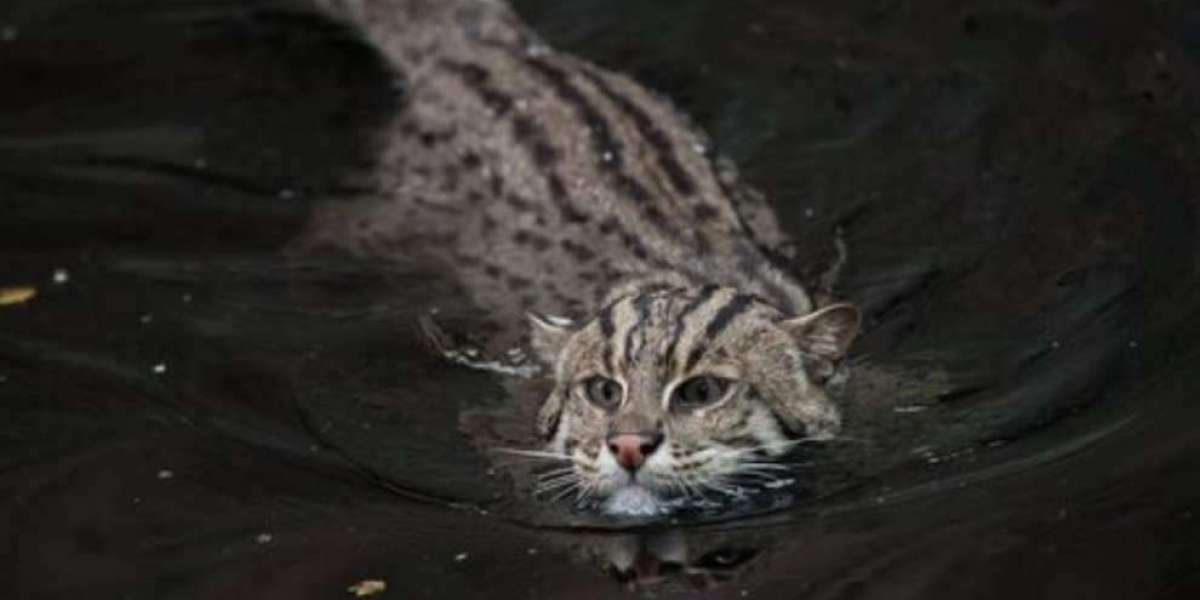 Gatto pescatore non ha paura di acqua