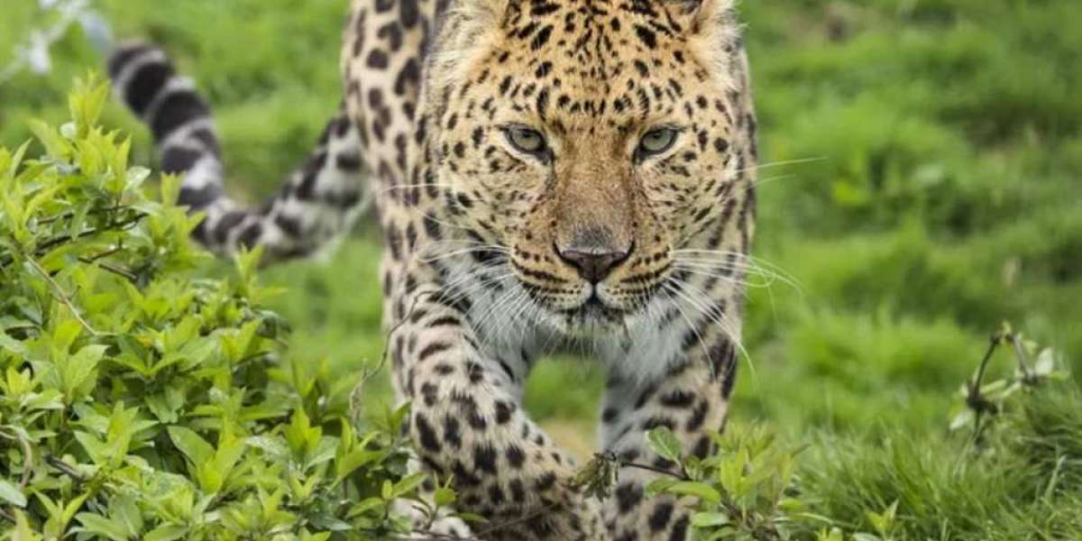 Leopardo dell'Amur