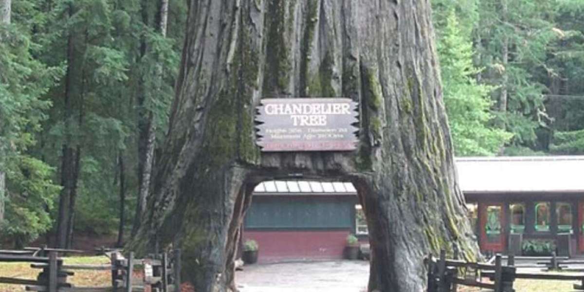 Chandelier Tree della California