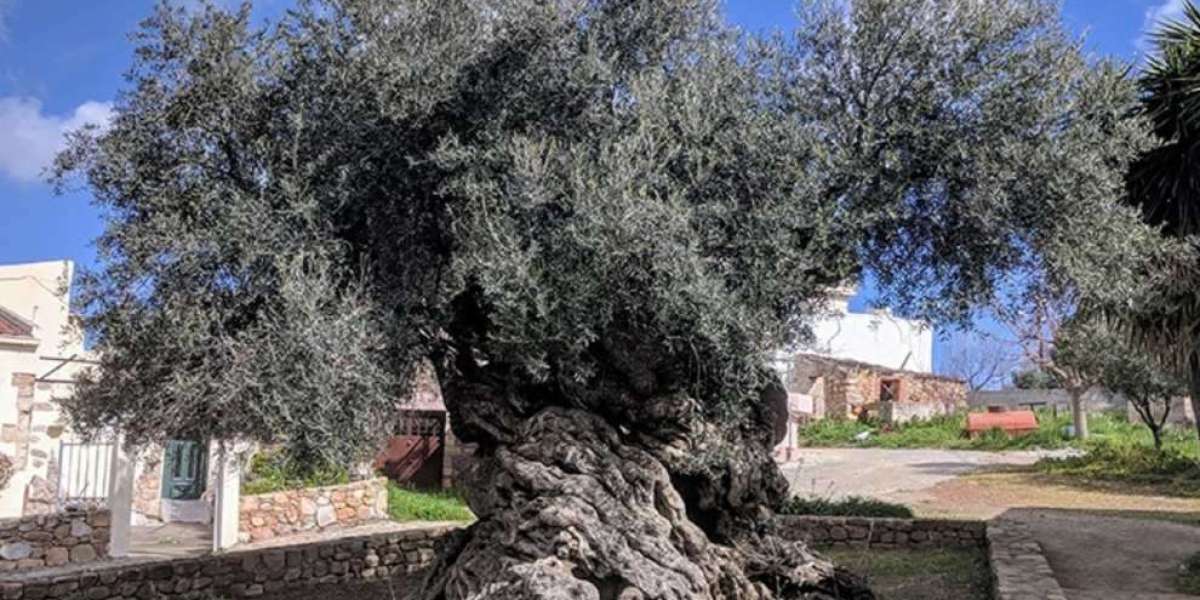 Olivo greco di tremila anni