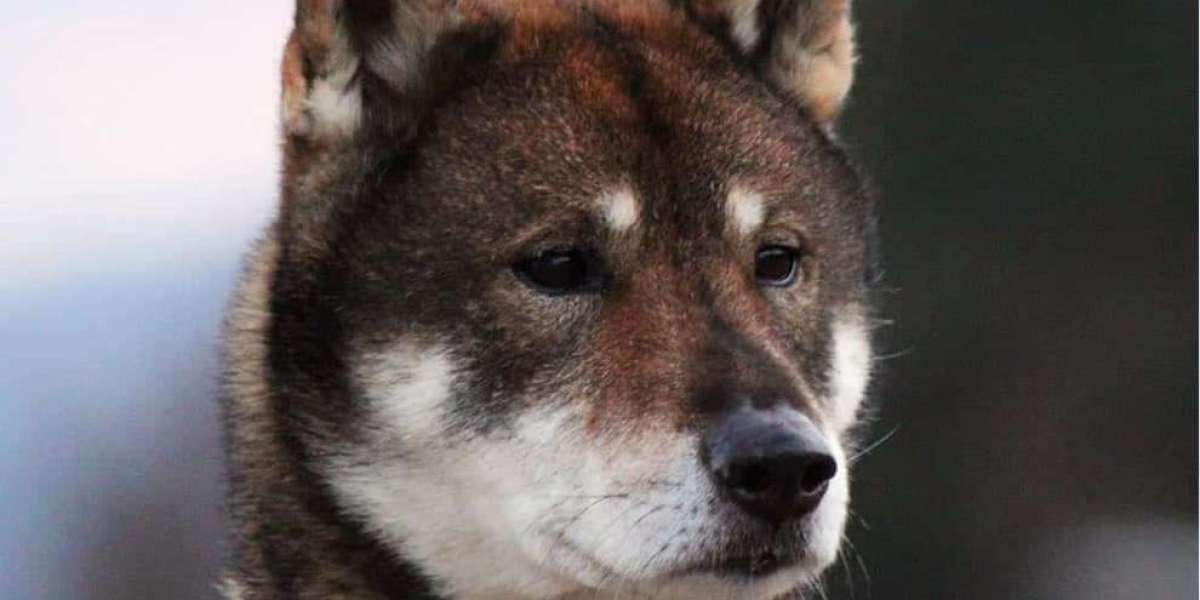 Scopriamo lo Shikoku, il cane giapponese