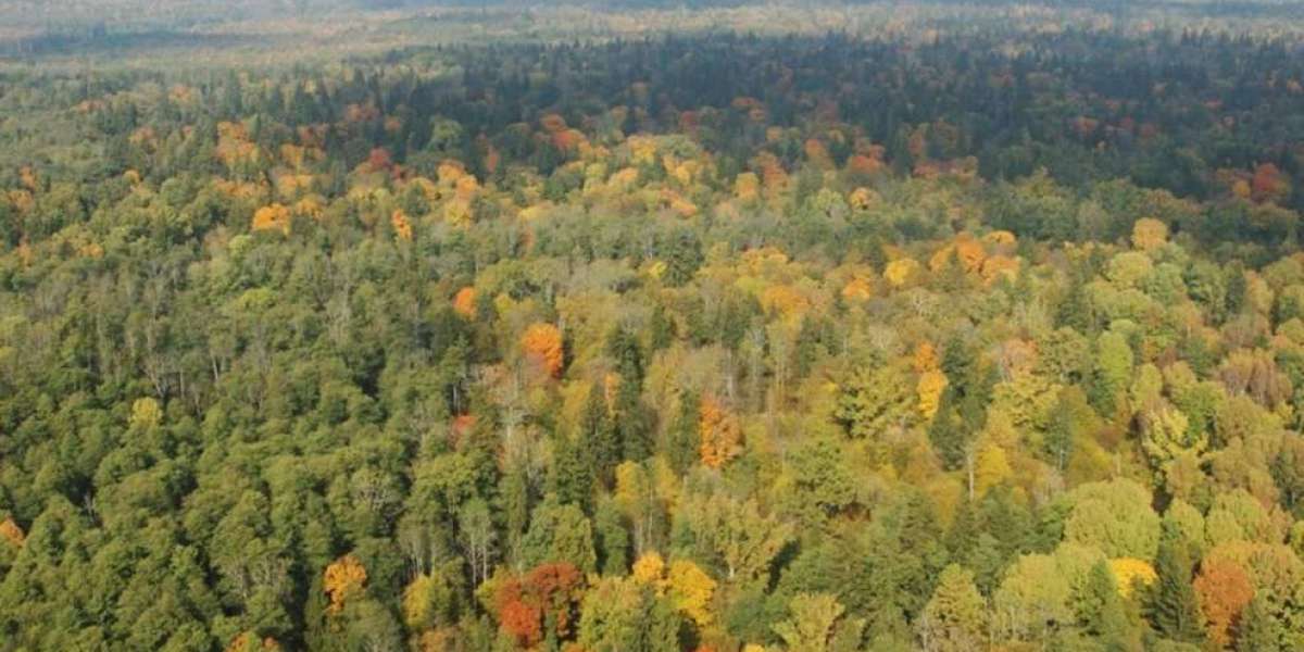 Foresta di Bialowieza