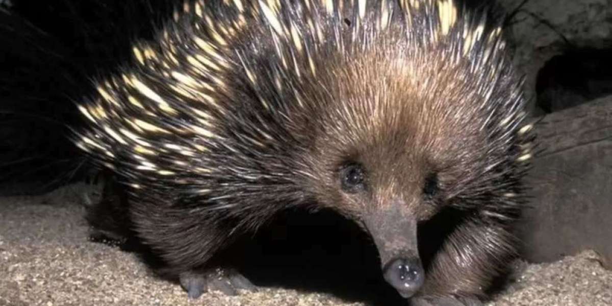 Avvistato il raro echidna di Attenborough