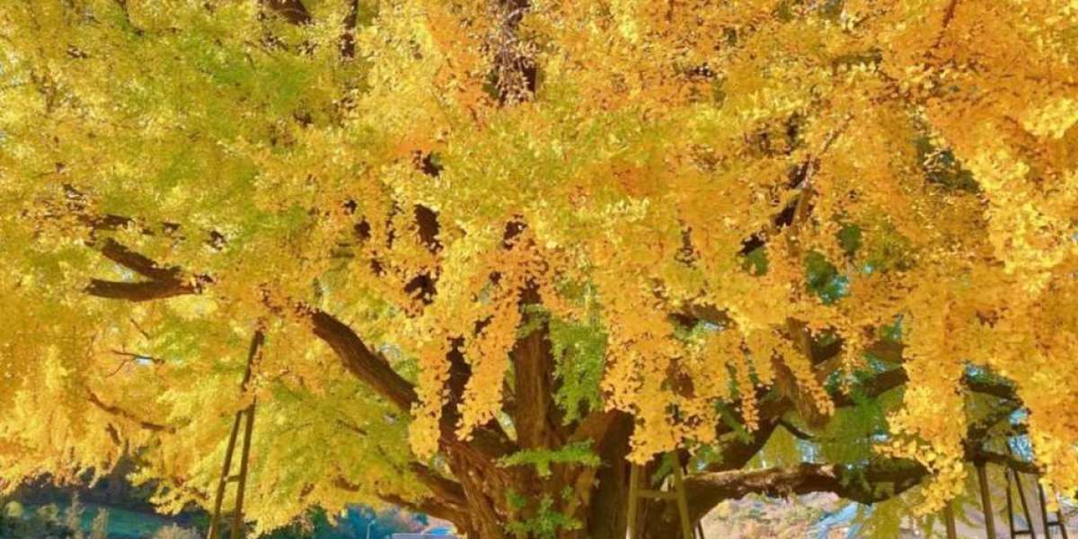 Grandiosi alberi di ginkgo della Corea del Sud