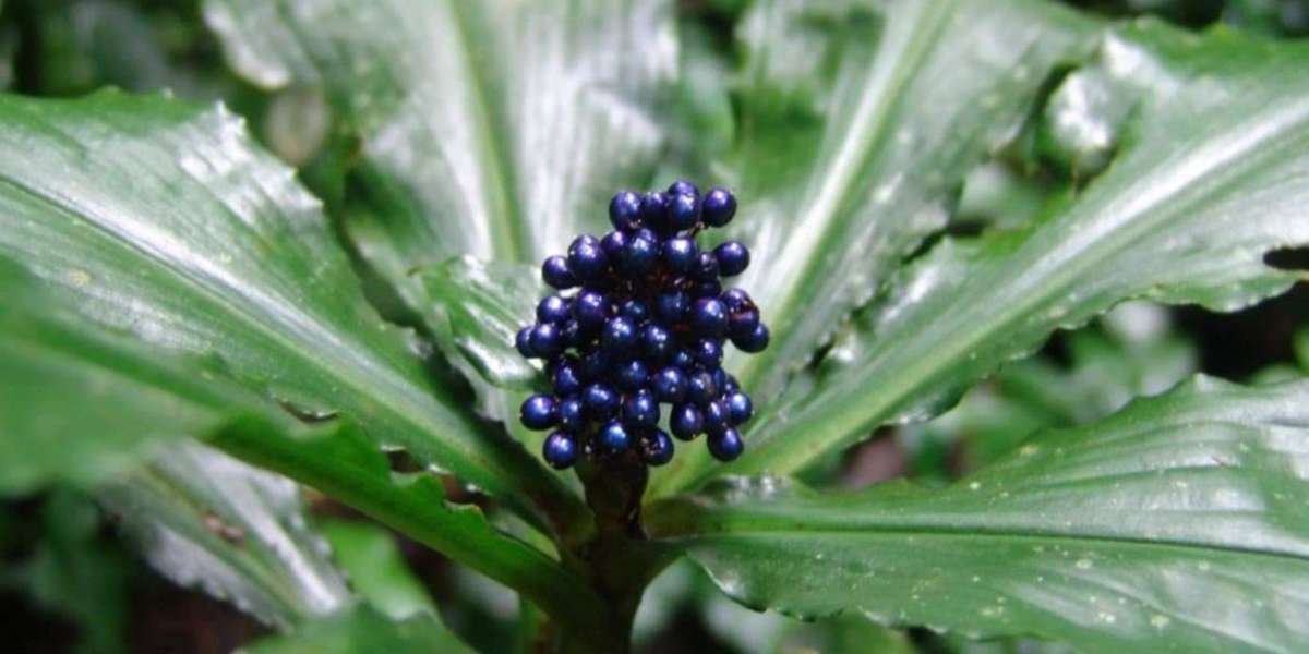 Luminosa pianta africana Pollia Condensata