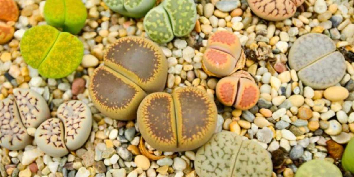 Pietre vive Lithops