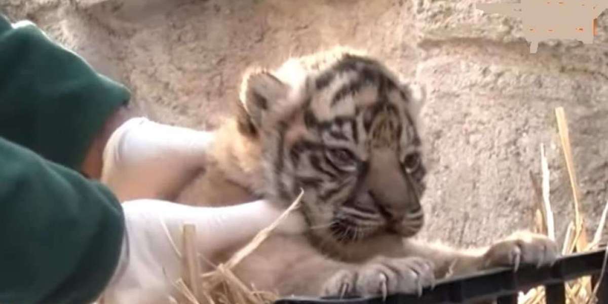 È nata cucciola di tigre di Sumatra