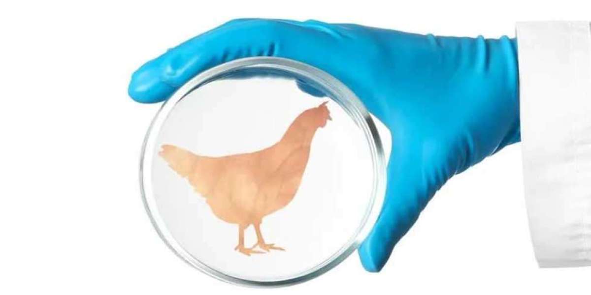 Pollo cresciuto in laboratorio