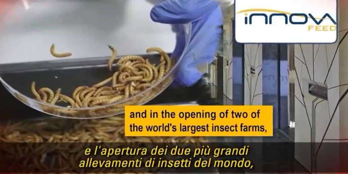 Insetti negli alimenti: il cibo del futuro