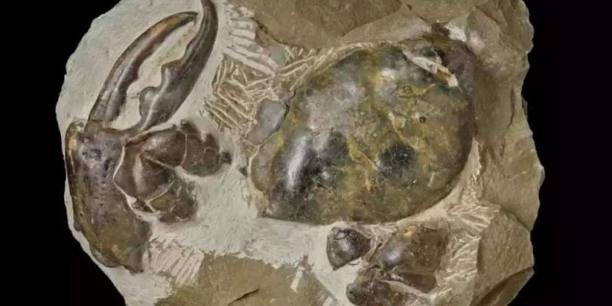 Scoperto il fossile di granchio estinto