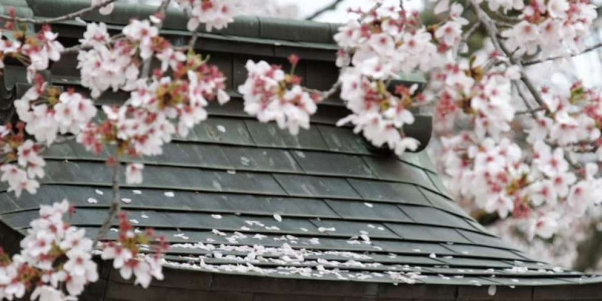 Giappone e fiori di ciliegio