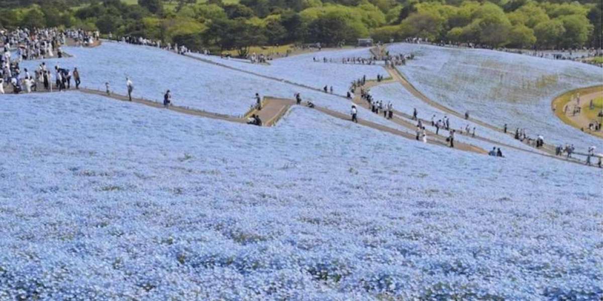 Hitachi Seaside Park in Giappone