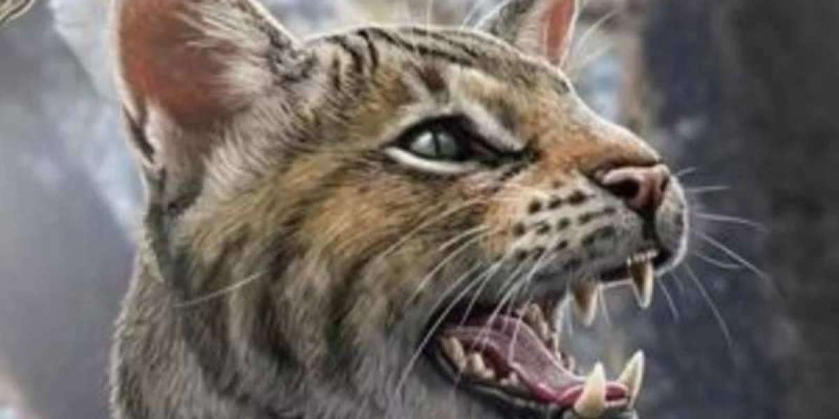 Scoperta una nuova specie di gatto preistorico