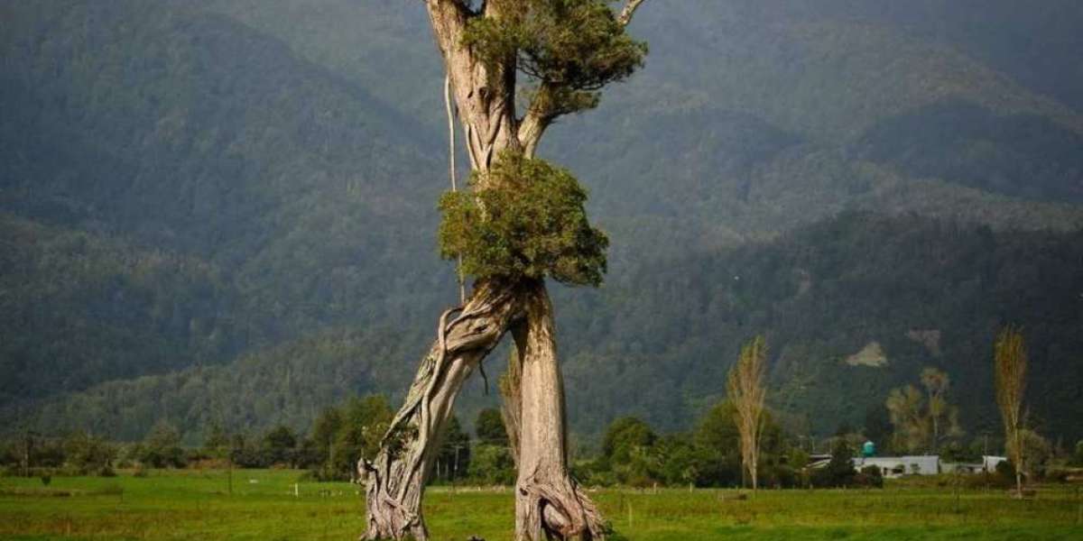 Albero camminante di Nuova Zelanda