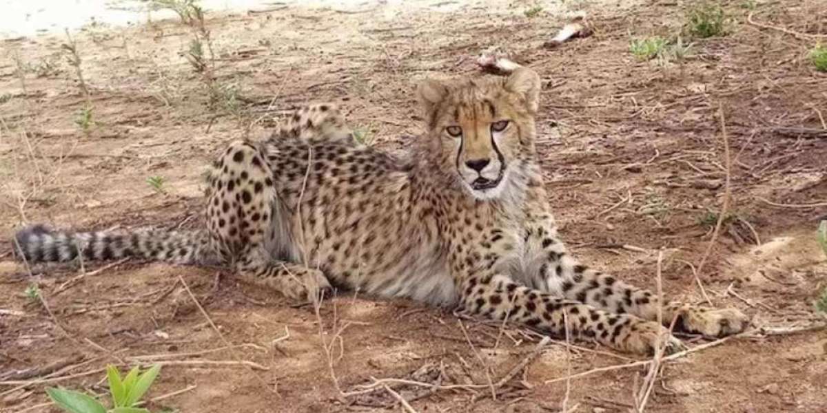 Ghepardo, il grande felino speciale