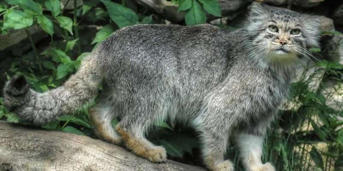 Gatto di Pallade