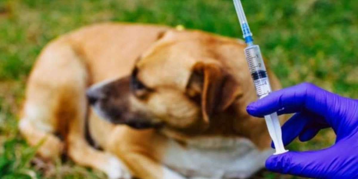 Il pericolo della vaccinazione eccessiva degli animali domestici