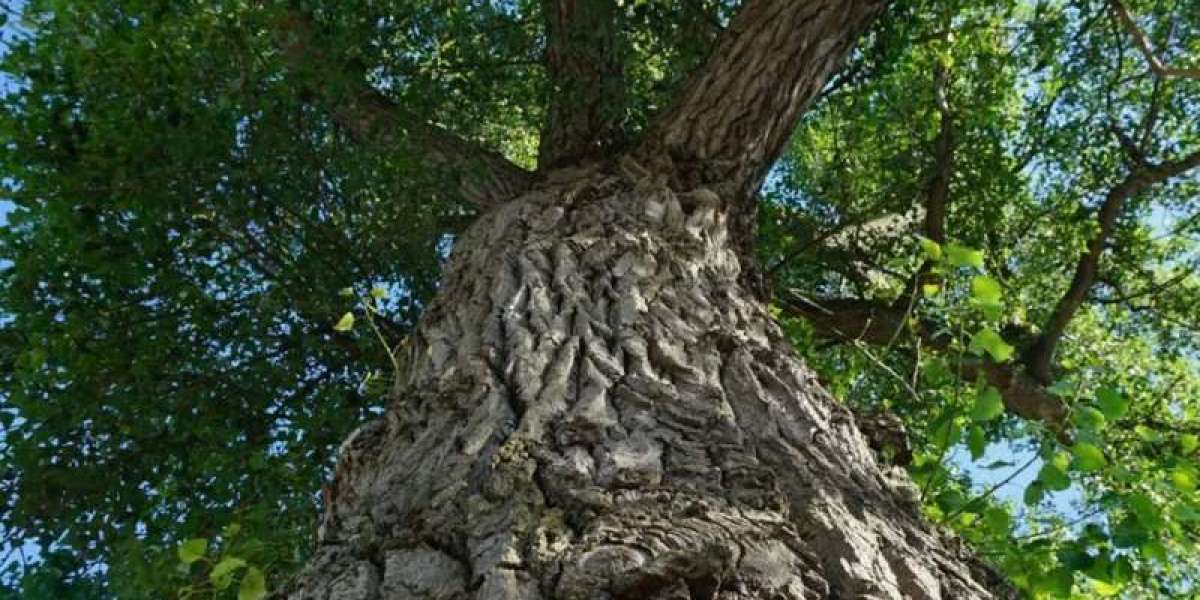 Alberi più grandi del mondo