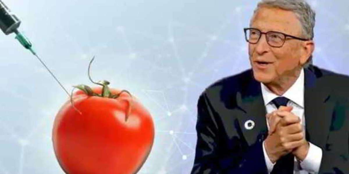 Pomodori geneticamente modificati di Bill Gates deve affrontare ostacoli.