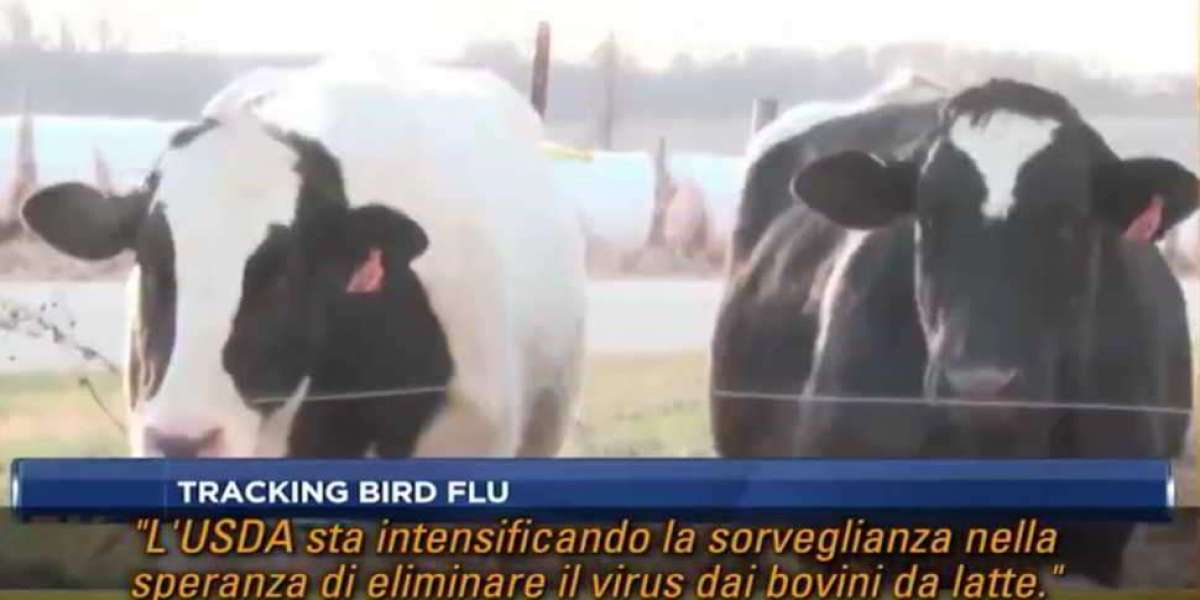 Campagna di paura con l’Influenza Aviaria.