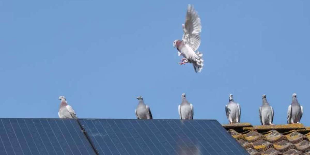 Le fattorie solari uccidono gli uccelli