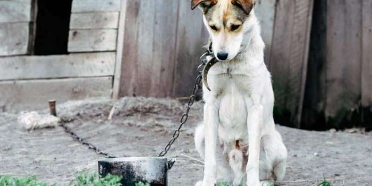 I diritti degli animali